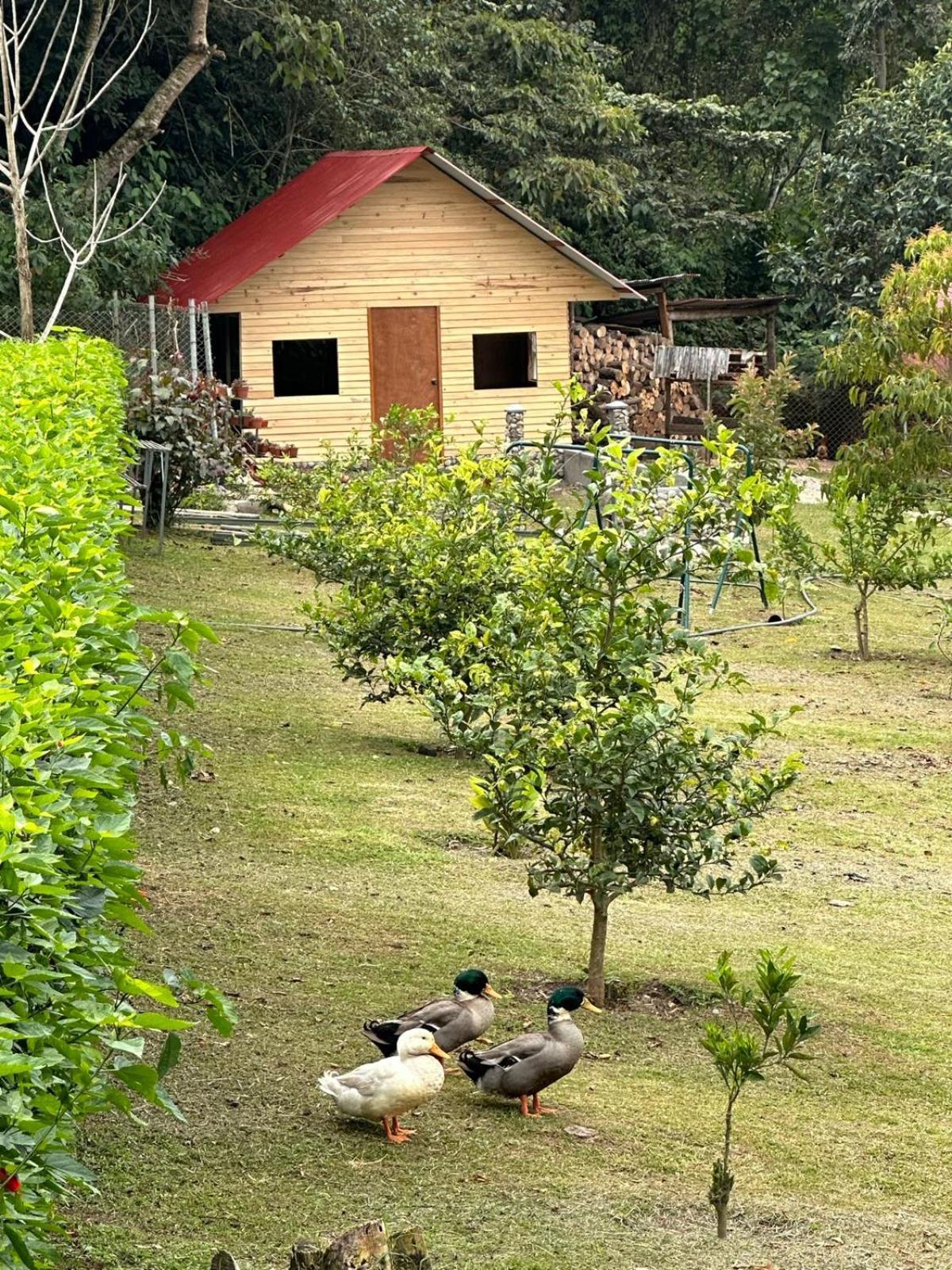 Hassinger Ranch Cabanas Oxapampa Luaran gambar